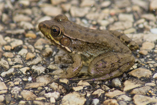 Green Frog photographed in Illinois