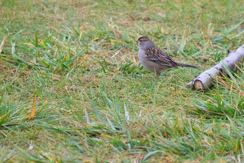 White-crowned Sparrow photographed in Illinois