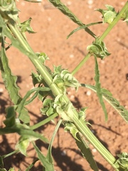 Amaranthus acanthochiton