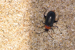 Disonycha xanthomelas