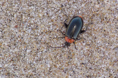 Disonycha xanthomelas