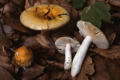 Russula solaris
