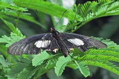 Parides anchises nephalion