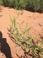 Amaranthus acanthochiton