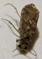 Rhyacophiloidea