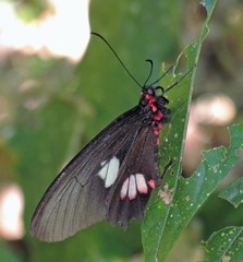Parides anchises nephalion