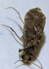 Rhyacophiloidea