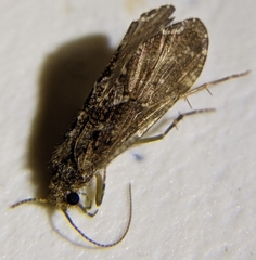 Rhyacophiloidea