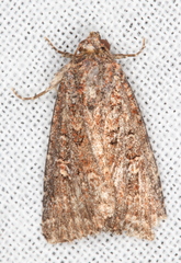 Hypoperigea tonsa