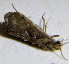 Rhyacophiloidea
