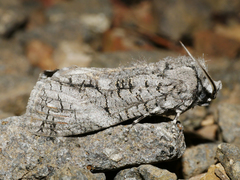 Culama australis