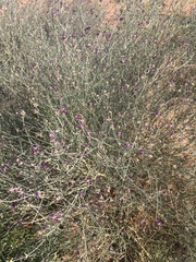 Psorothamnus scoparius