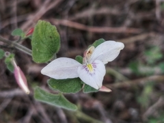Carlowrightia