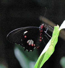 Parides anchises nephalion