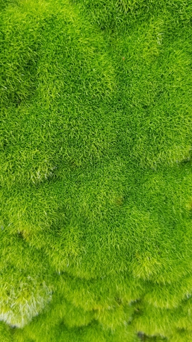 Image of Grimmia trichophylla by no rights reserved