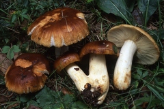 Russula subfoetens