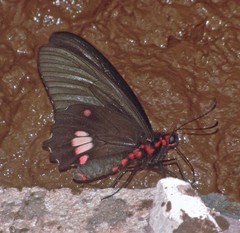 Parides anchises nephalion
