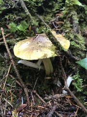 Tricholoma
