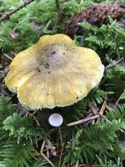 Tricholoma