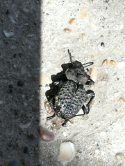 Scotobius pilularius