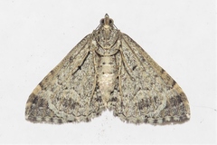 Chrysolarentia