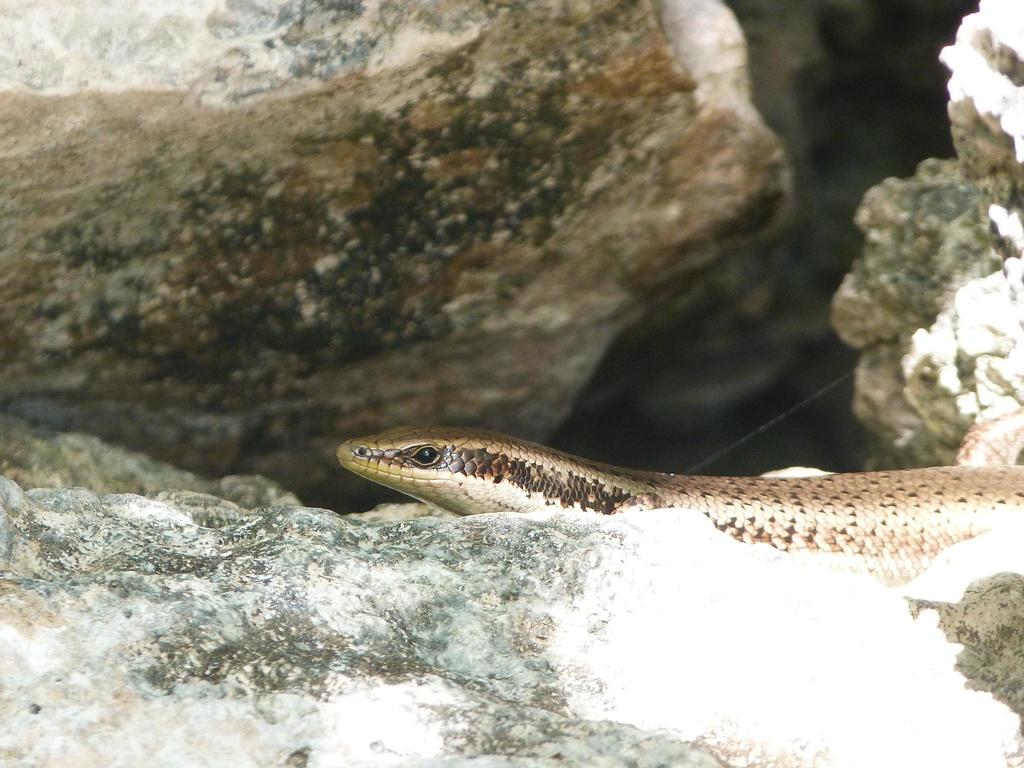 Petite Terre Skink