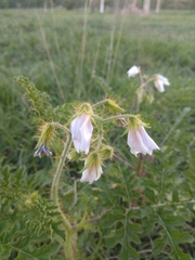 Solanum sisymbriifolium