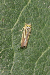 Eupterycyba jucunda