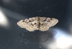 Idaea micropterata
