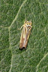 Eupterycyba jucunda