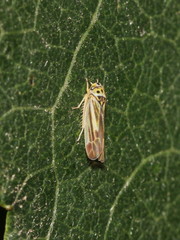 Eupterycyba jucunda