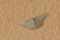 Idaea camparia
