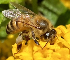 Apis mellifera