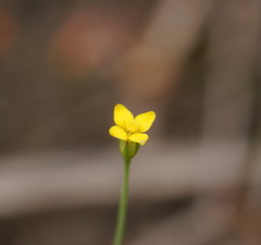 Cicendia quadrangularis