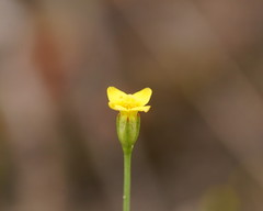 Cicendia quadrangularis