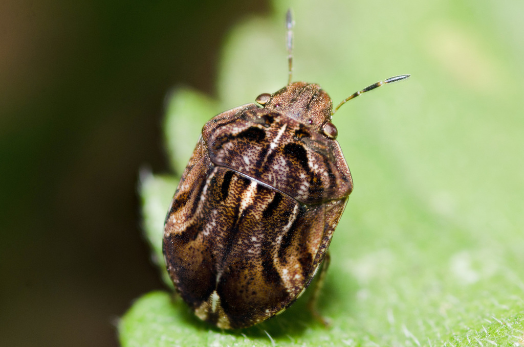 Homaemus proteus