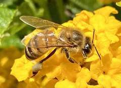 Apis mellifera