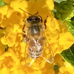 Apis mellifera
