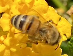 Apis mellifera