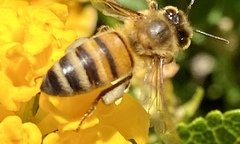 Apis mellifera