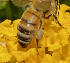Apis mellifera
