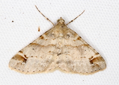 Syneora hemeropa