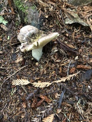 Russula occidentalis