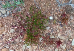 Mesembryanthemum longistylum