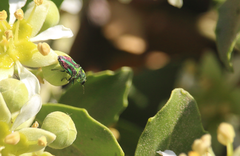 Bilyaxia concinna