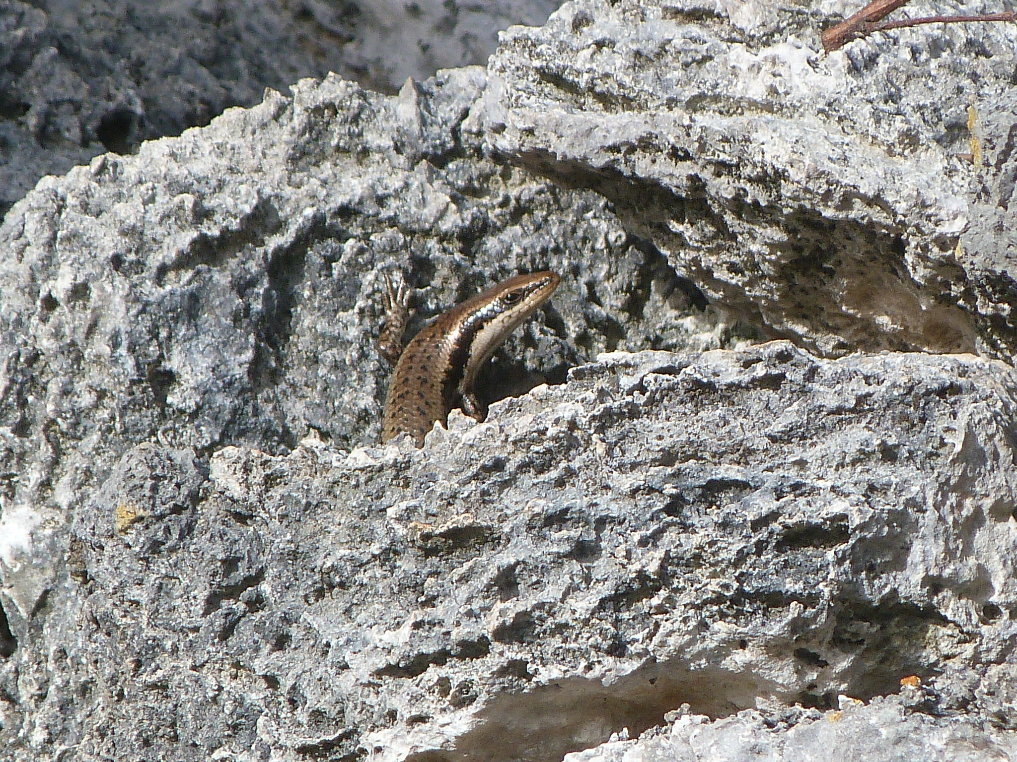 Petite Terre Skink photo 2