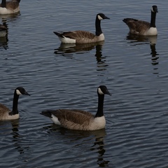 Branta canadensis image