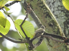 Camptostoma obsoletum
