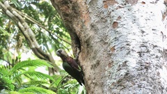 Deroptyus accipitrinus accipitrinus