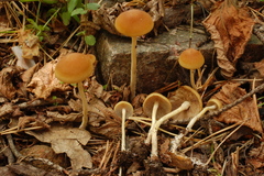 Agrocybe arvalis